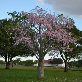 thumbnail for publication: Ceiba speciosa: Silk-Floss Tree